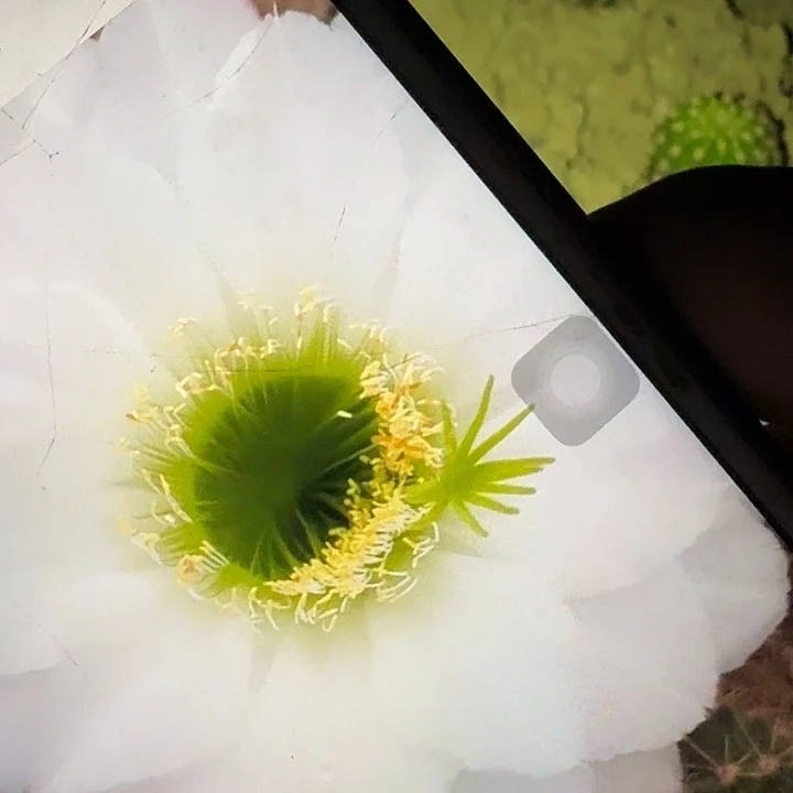 无暇根7公分毛花柱