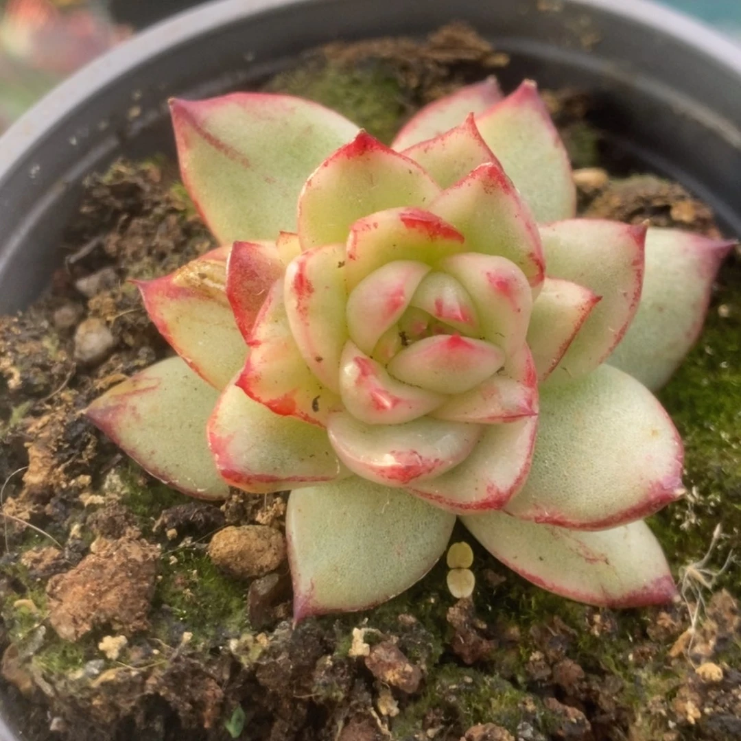 766东云杂锦锦锦锦