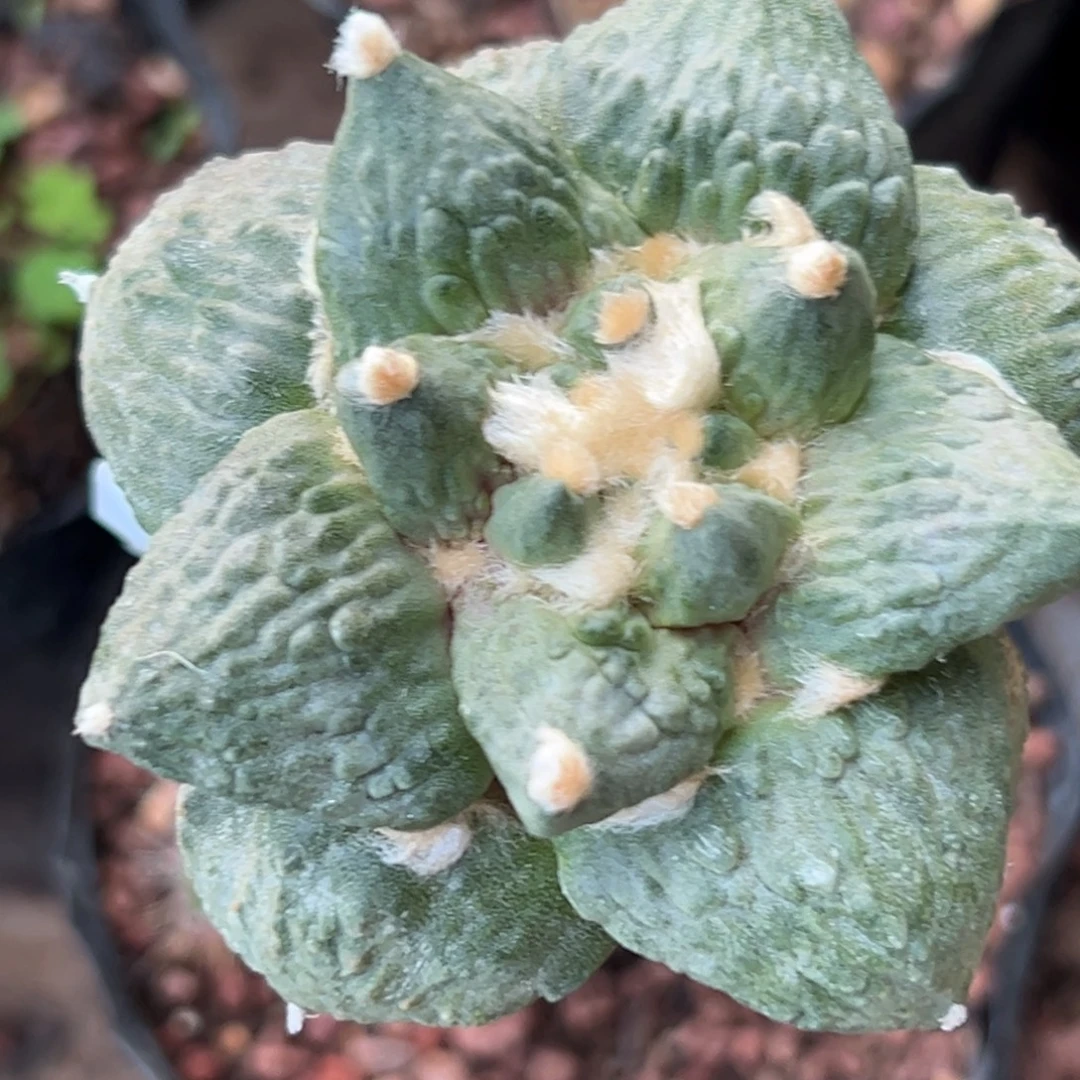 678 仙人球的比赛将于