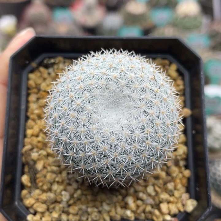 穴原希望丸         实生根