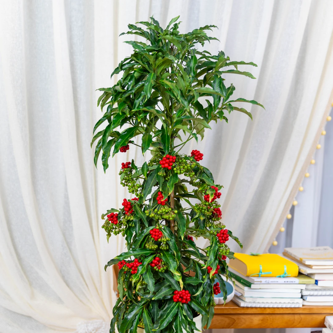 【加大加高富贵籽70cm-80cm】耐阴室内花卉户外好养带绿果发货