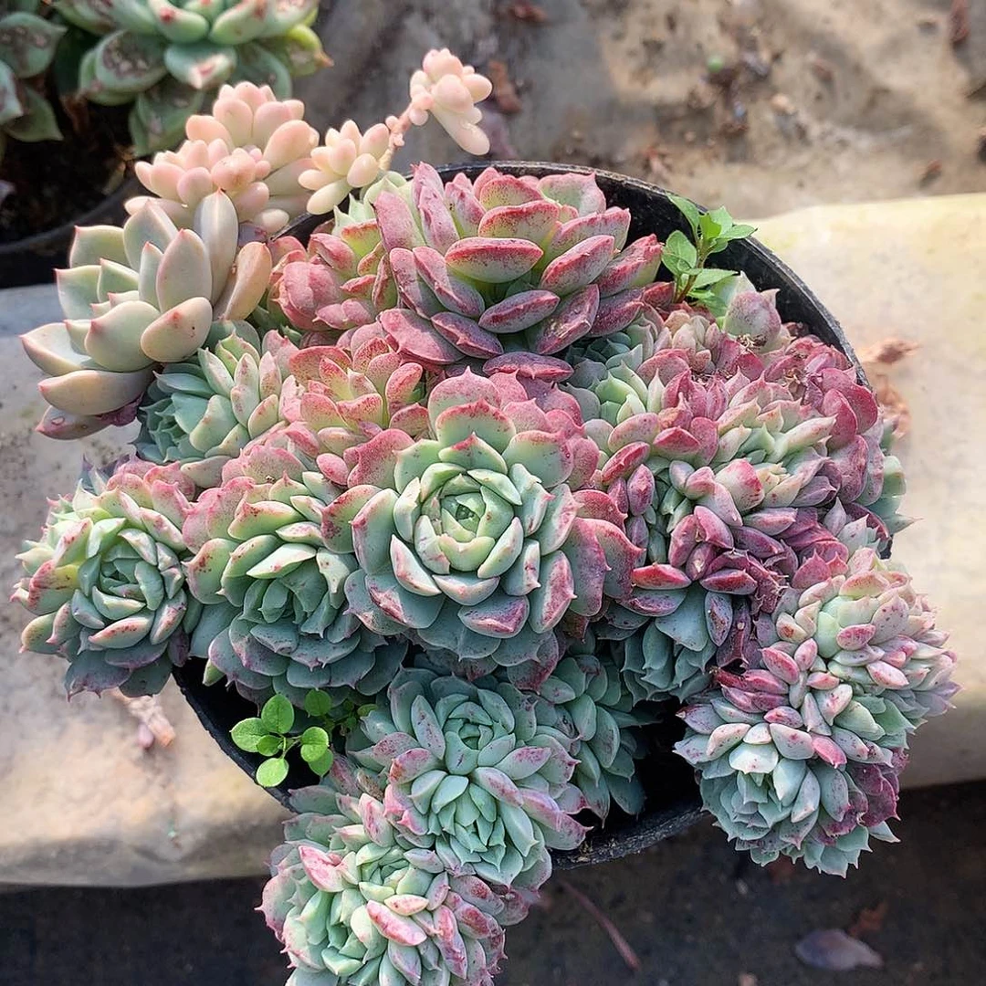 浪****线朱砂痣缀一物一拍