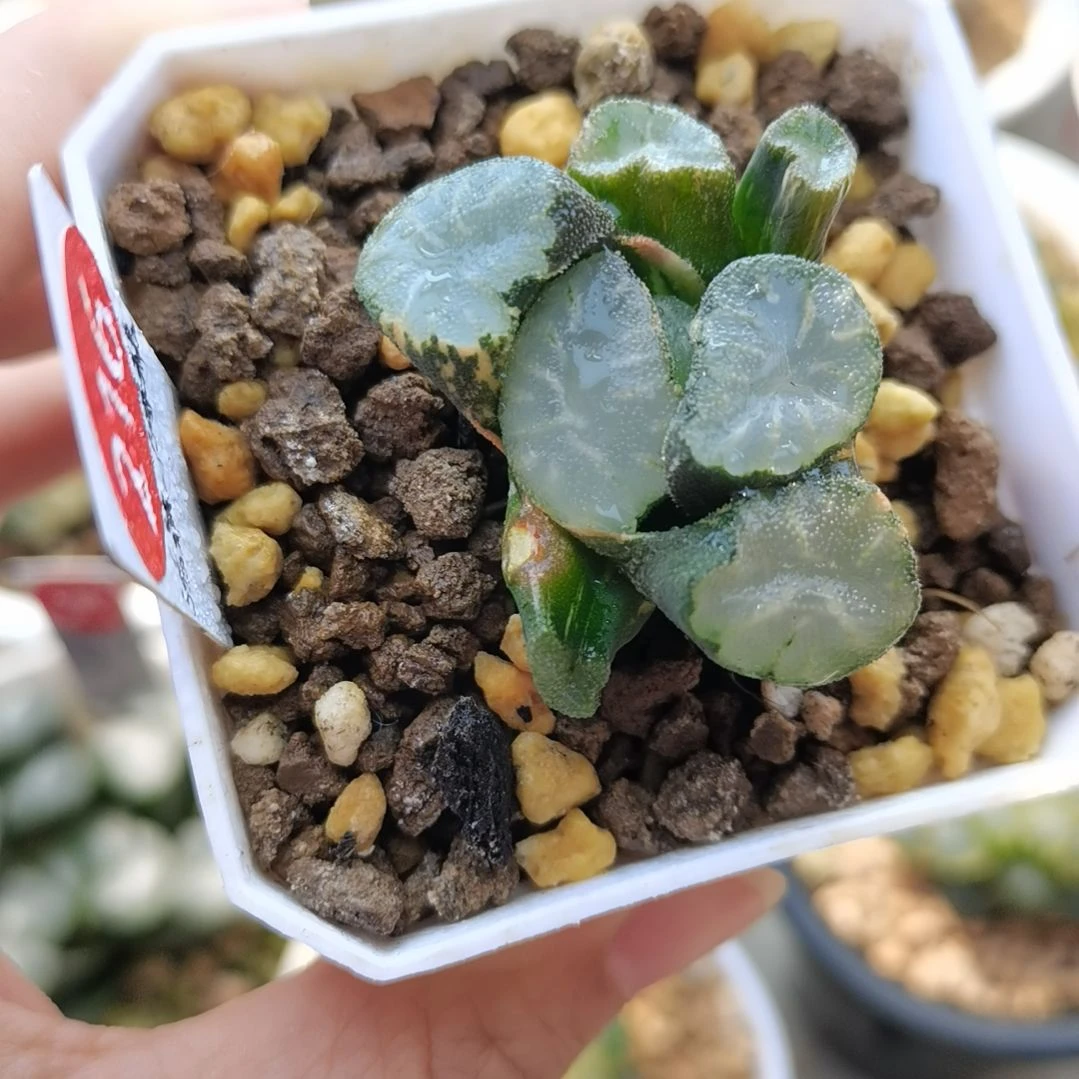 216号透镜万象锦一物一拍带盆土发货满38包邮