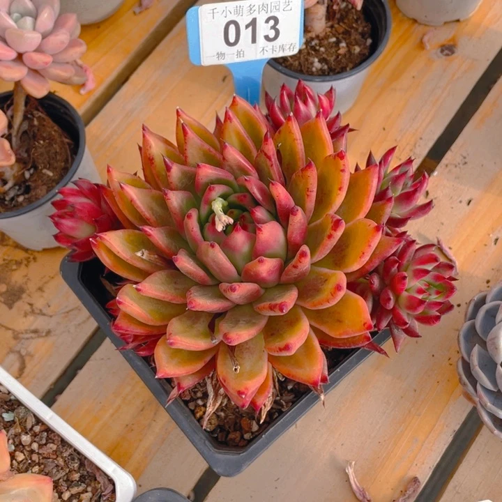 王*鱼谢谢你的支持00000013