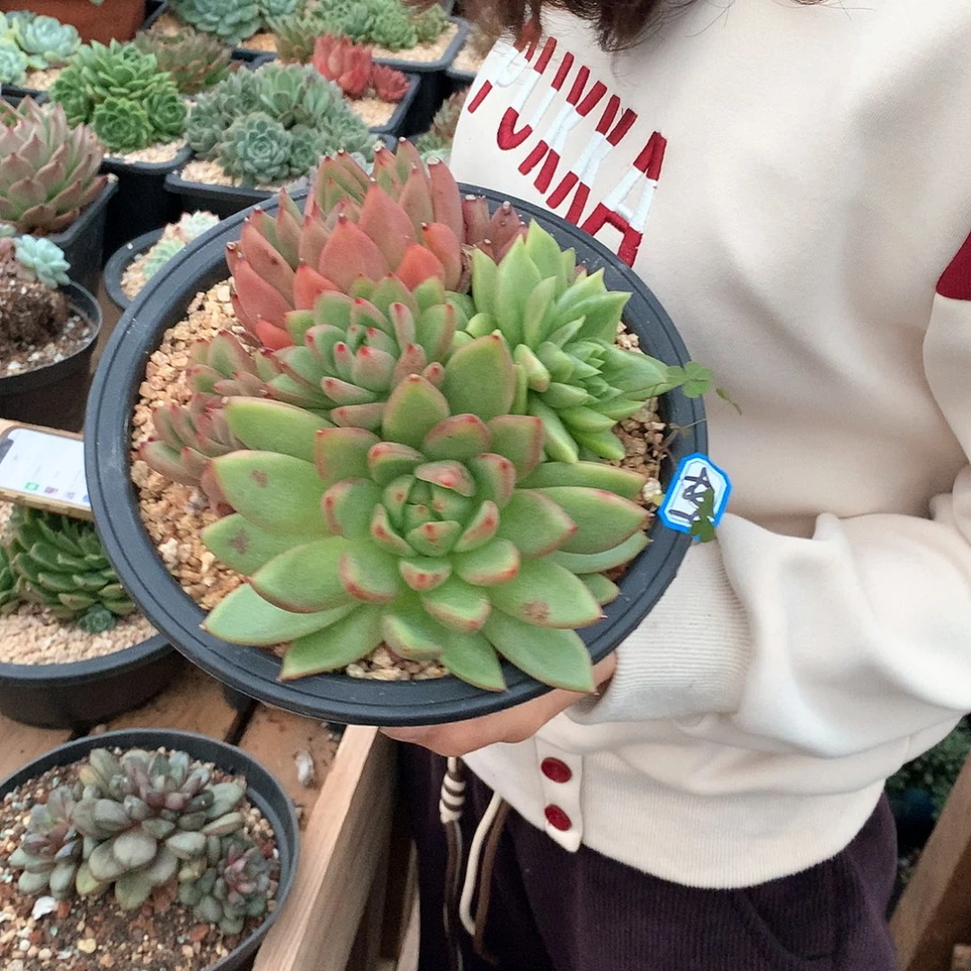 489杂一物一拍多肉