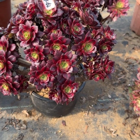 19-62安娜多肉植物