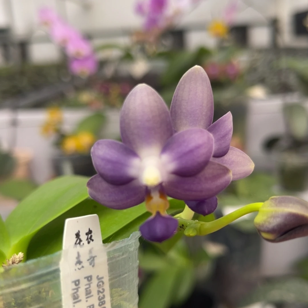 完全开放1009 2.8寸JG2380 一物一拍