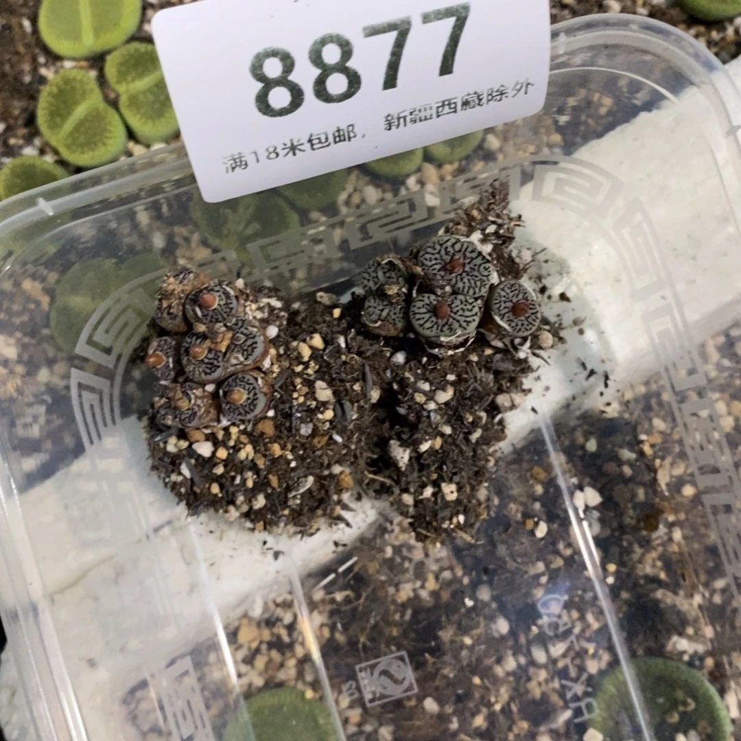 雯***8877。