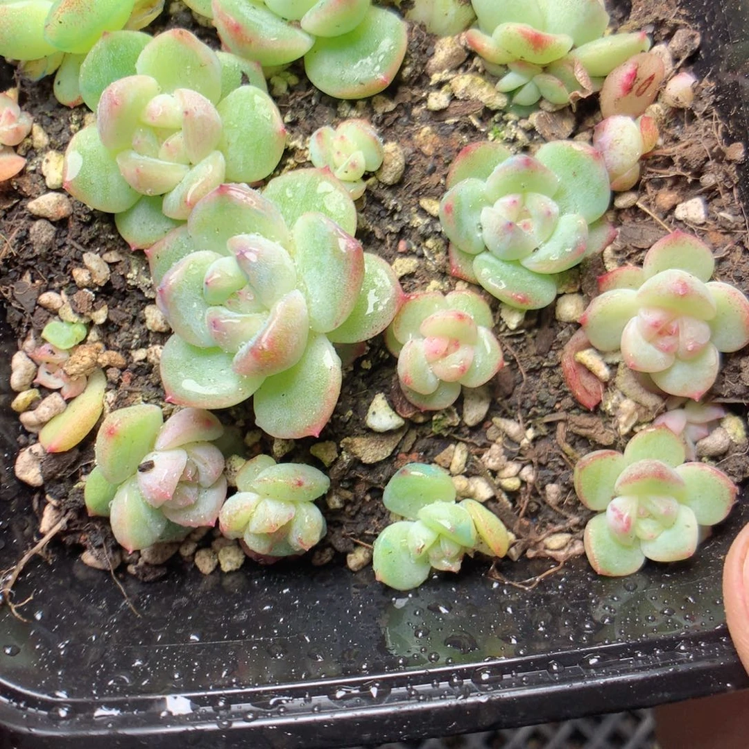 无花朵Q131yyyyyyyyyym