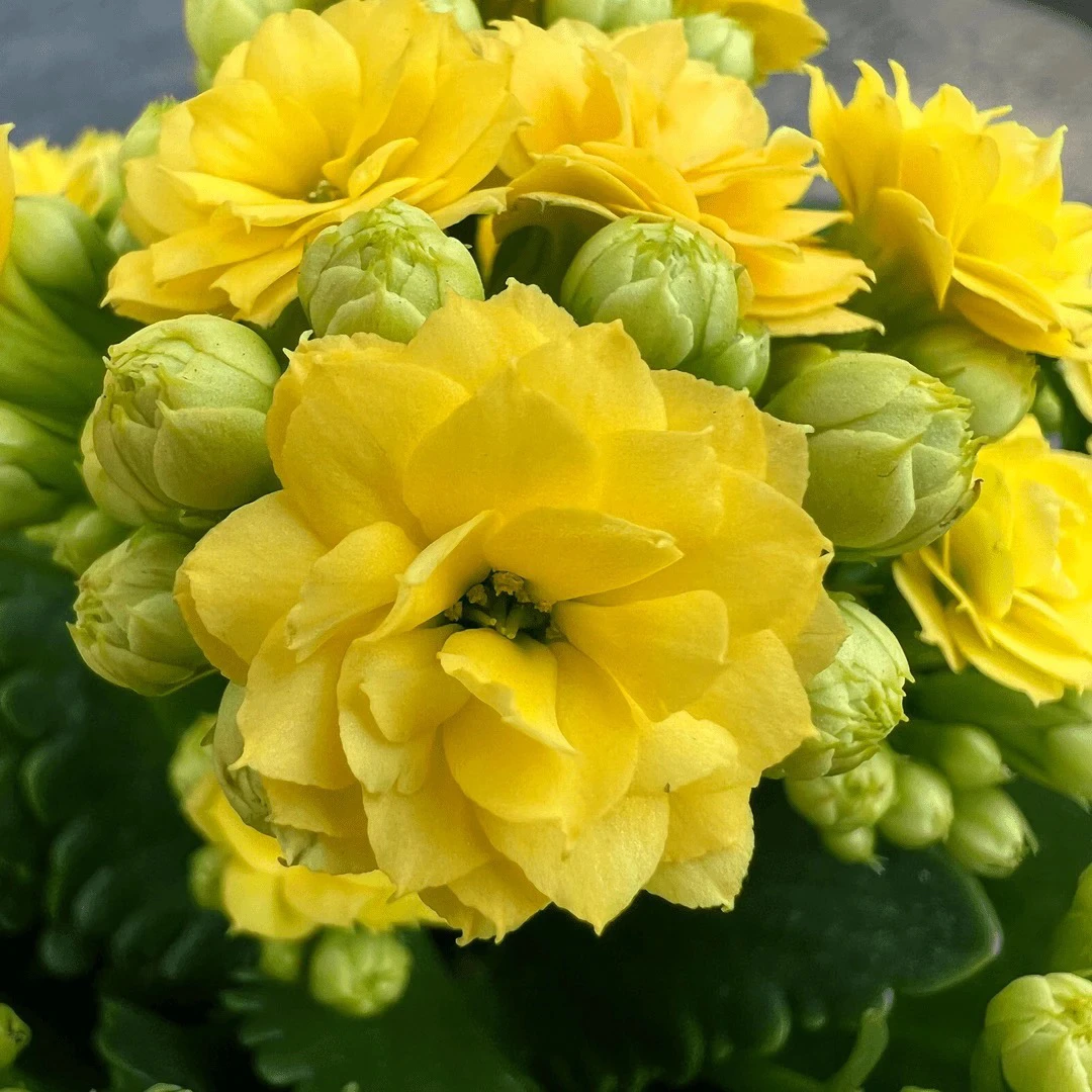 长寿花园～【姚黄】一盆三颗 160盆