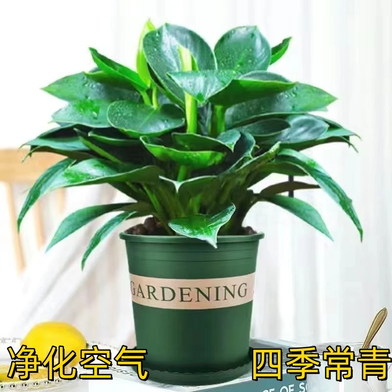 水培大叶金钻吸甲醛净化空气金钻盆栽金钻绿公主水培绿植盆栽花苗