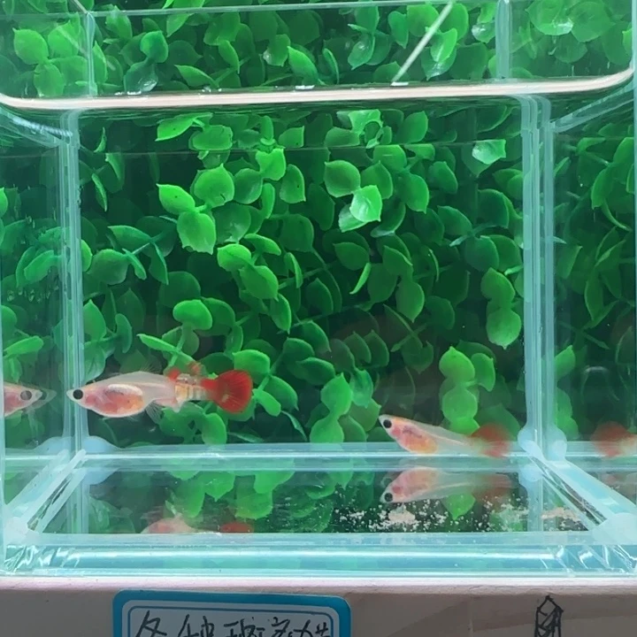 孔雀鱼1银河琉璃一公两母