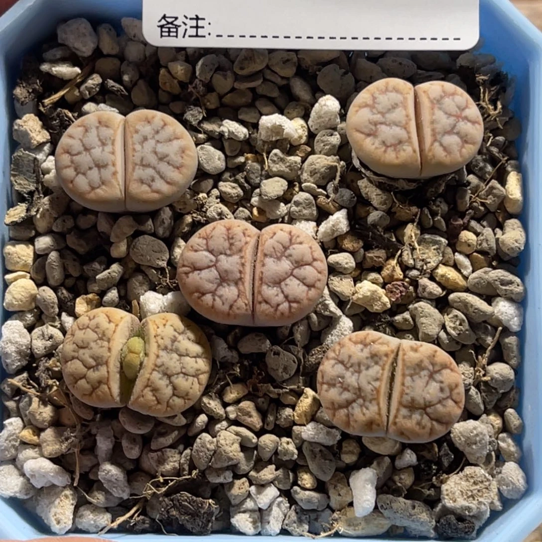 7505向日葵5颗尺寸1.8