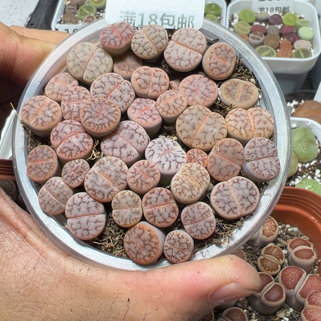 【闪购商品】 1021。