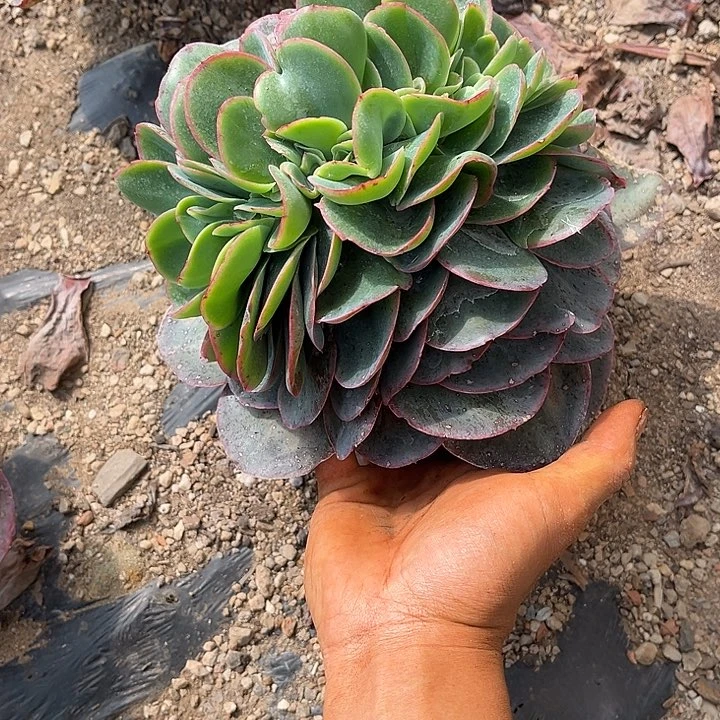 霓虹灯缀26.99多肉植物