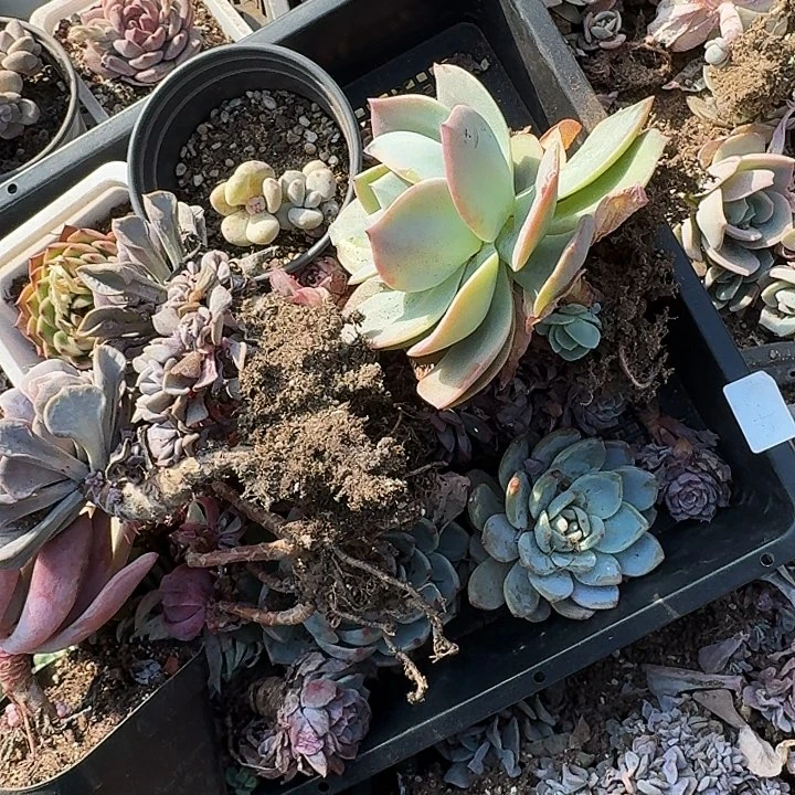 满20包邮多肉植物
