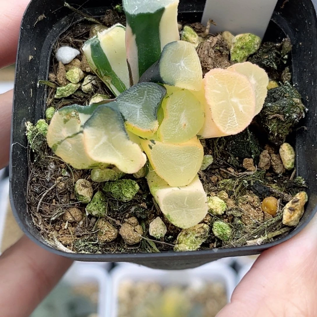 47玉龙万象锦（根不好介意勿拍）福利专场