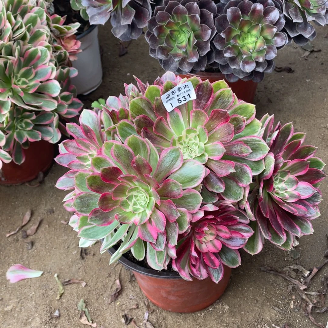 531孔雀翎多肉法师断枝不包