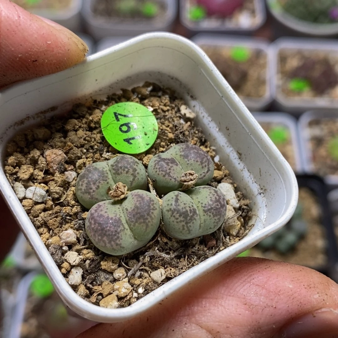 风铃杂多肉植物197