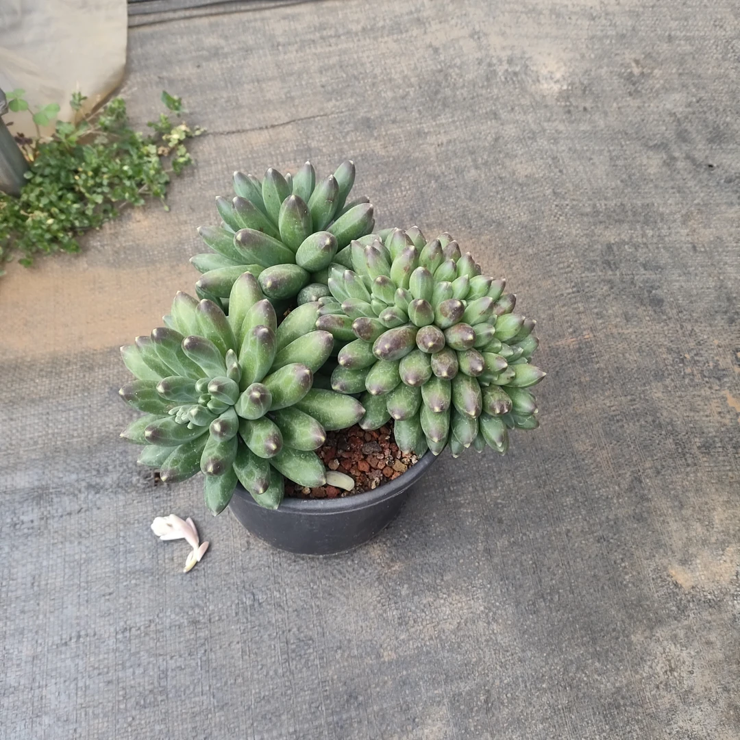 一号多肉直播连接4个乌木