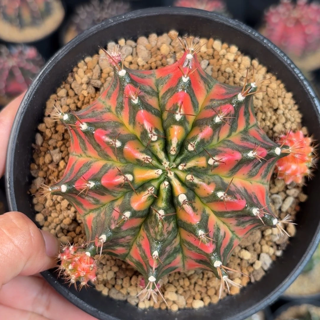 泰系米哈仙人球母本3500