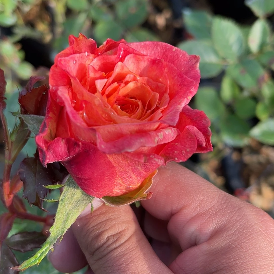 无花朵——-水彩画 福利款