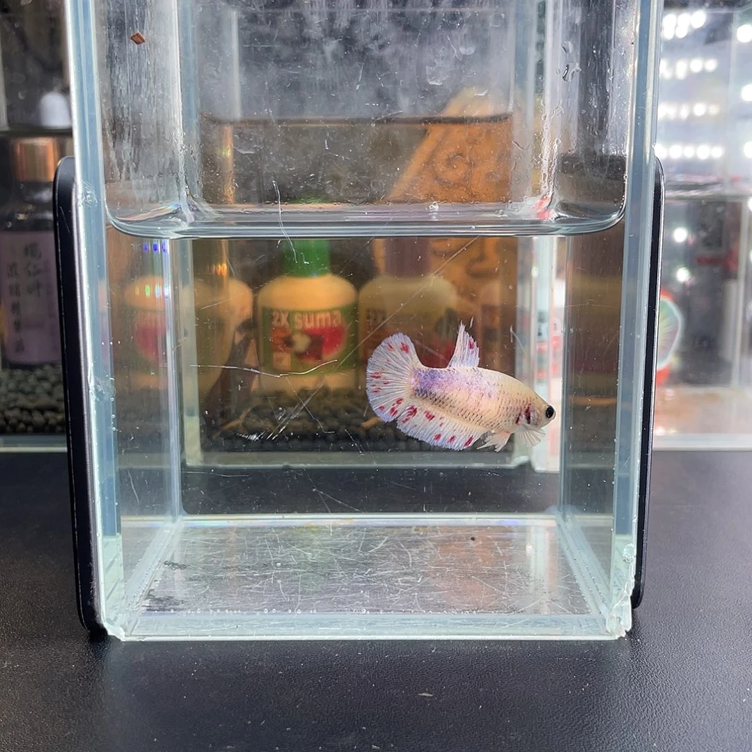 斗鱼8号1118早万兰达母