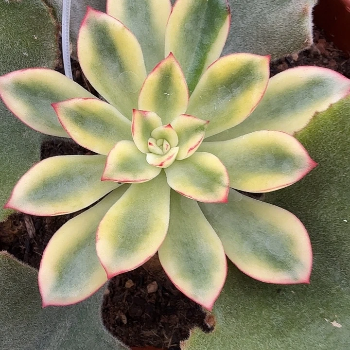 紫梦锦多肉锦植物