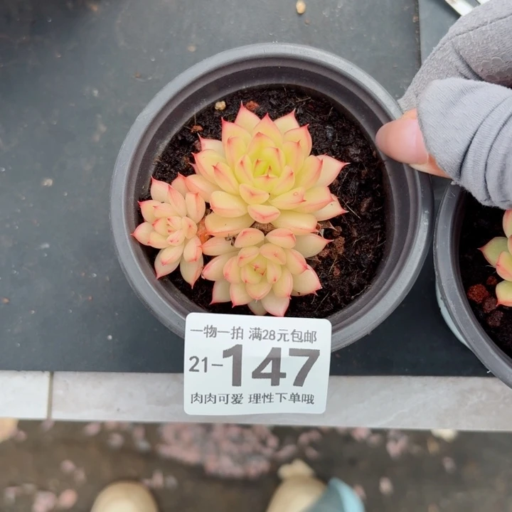 寒***客黄闪光无盆土发货多肉