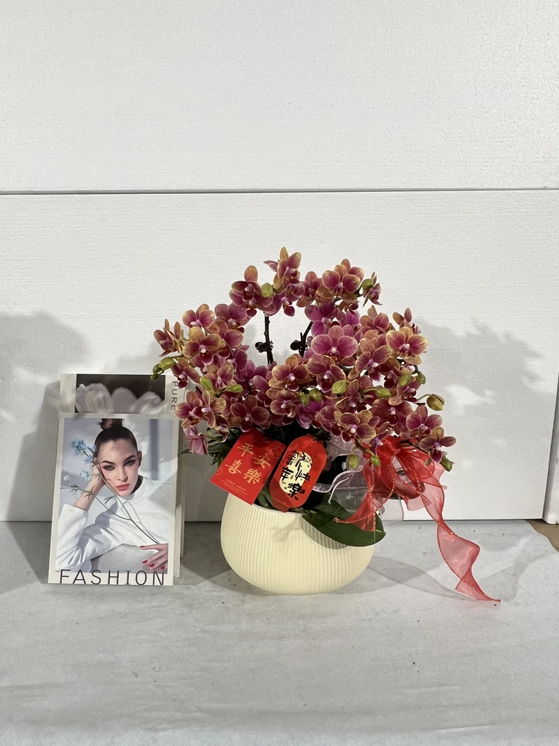 蝴蝶兰【聚宝盆】鲜花盆栽室内观赏花花佛山基地直发好养易活