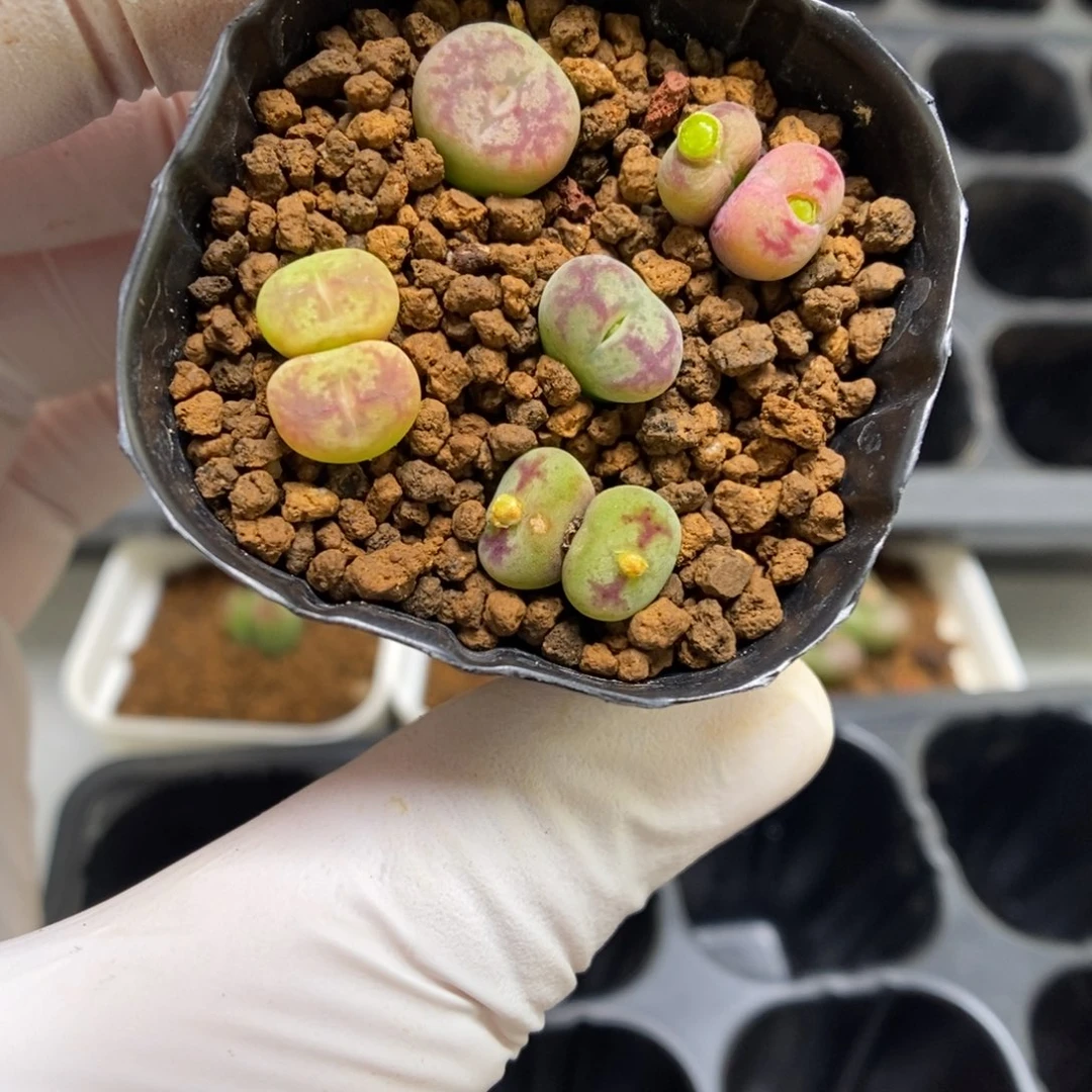 多肉植物肉锥杂交K-4366（0.8）