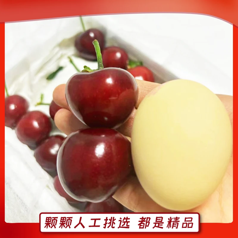 【空运发货】大连美早樱桃2斤装8J乒乓球大小 新鲜发货  内附果径卡