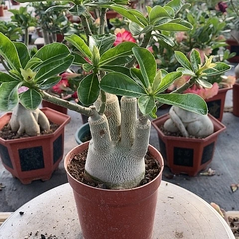 【闪购商品】无花朵对****逢绿植