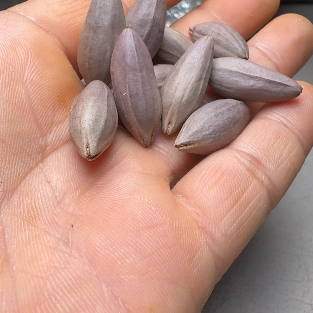 ¥***¥手串橄榄核橄榄核