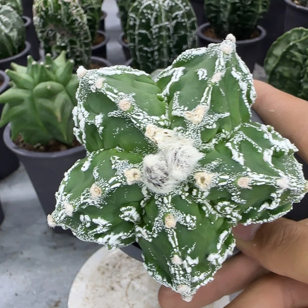 核桃鸾凤玉实生根008