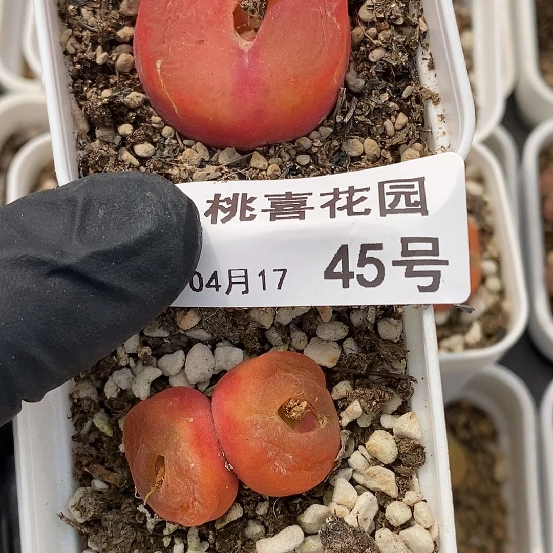 勇**狗桃喜花园0417-45毛2盆