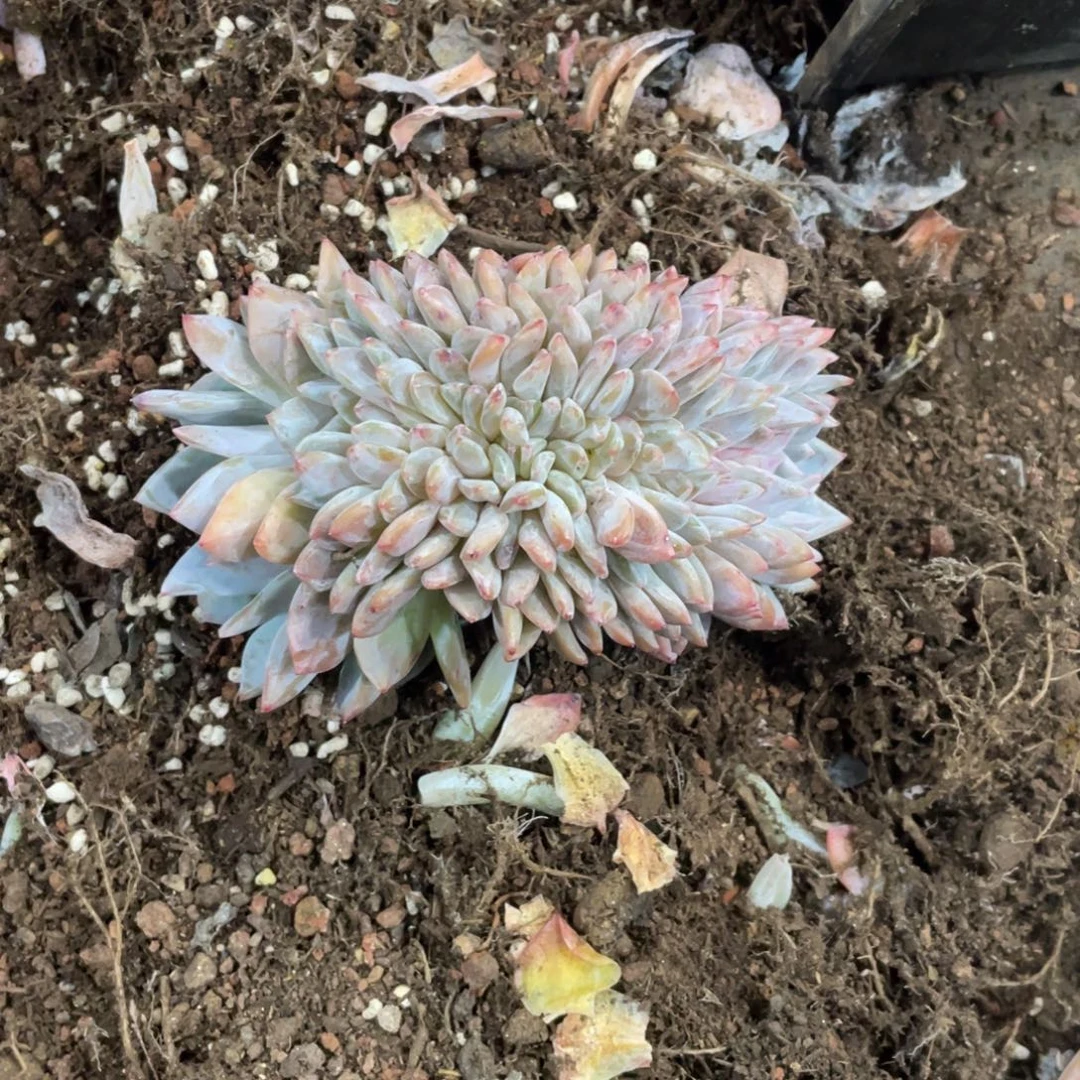 实生老桩橙子缀冠幅12 公分一物一拍