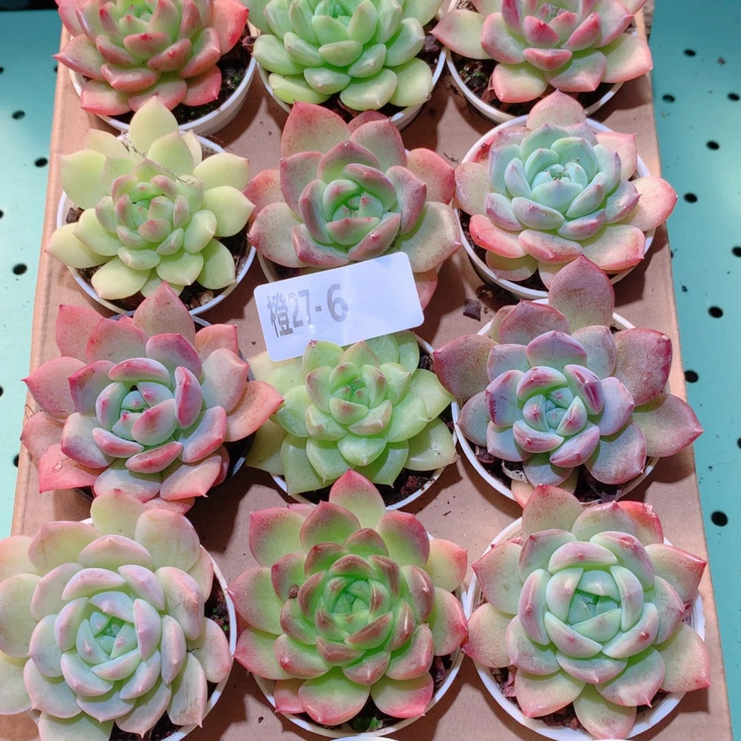 27-6一物一拍多肉带盆18颗