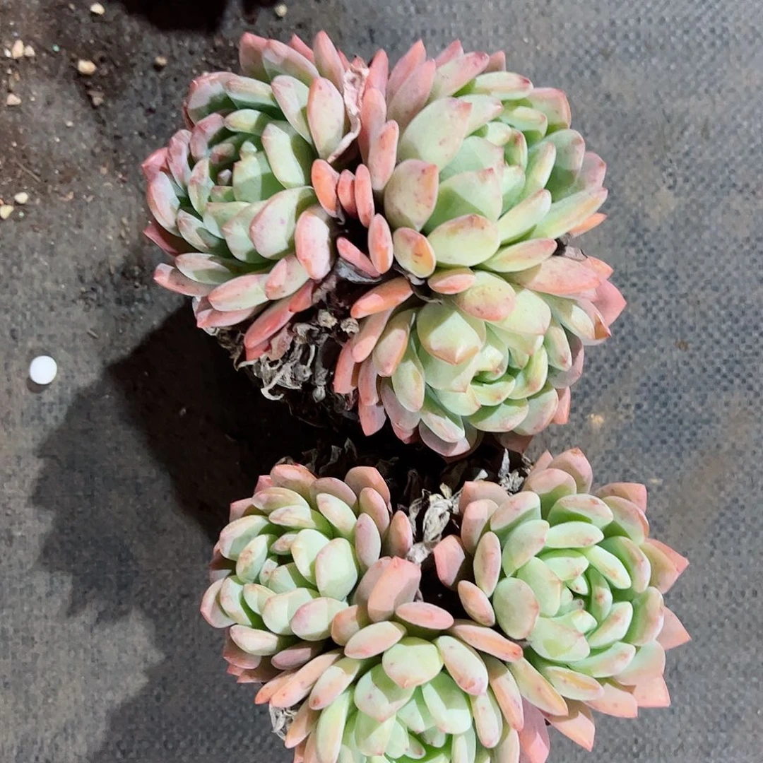 全明星三头起发精品二盆