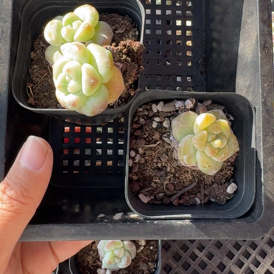 30 号到手1框，江北多肉