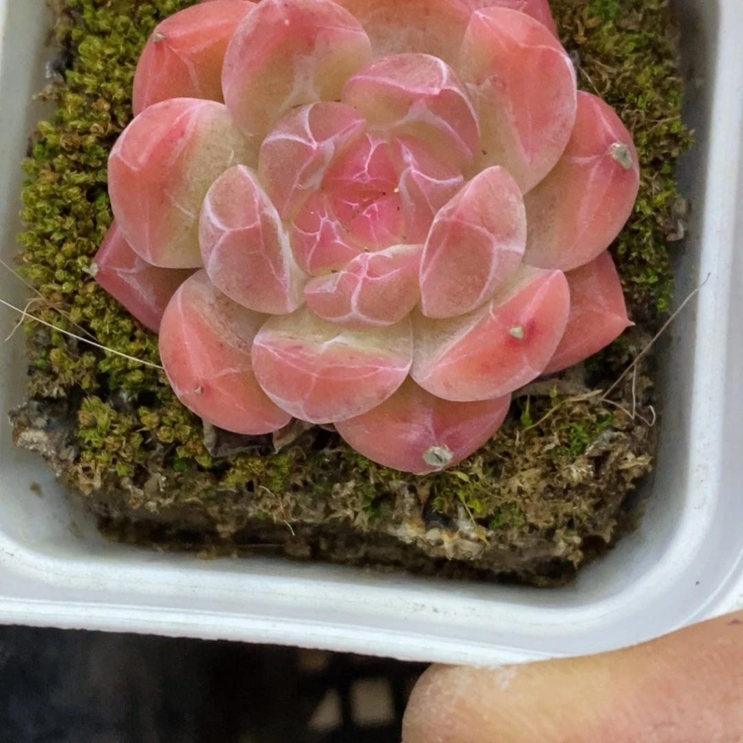 精品多肉一物一拍不包整474