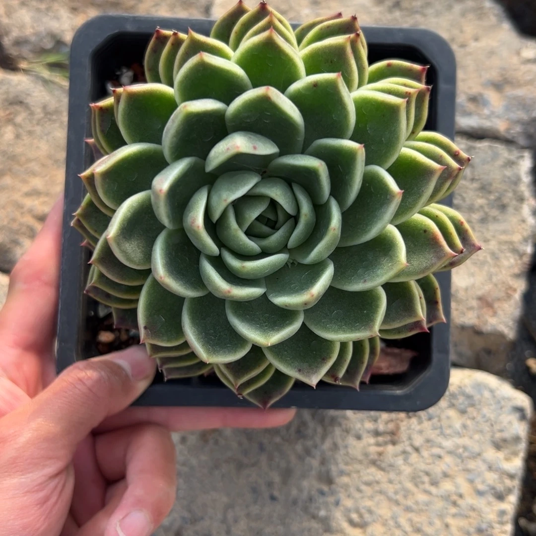 多肉植物一物一拍（29号）