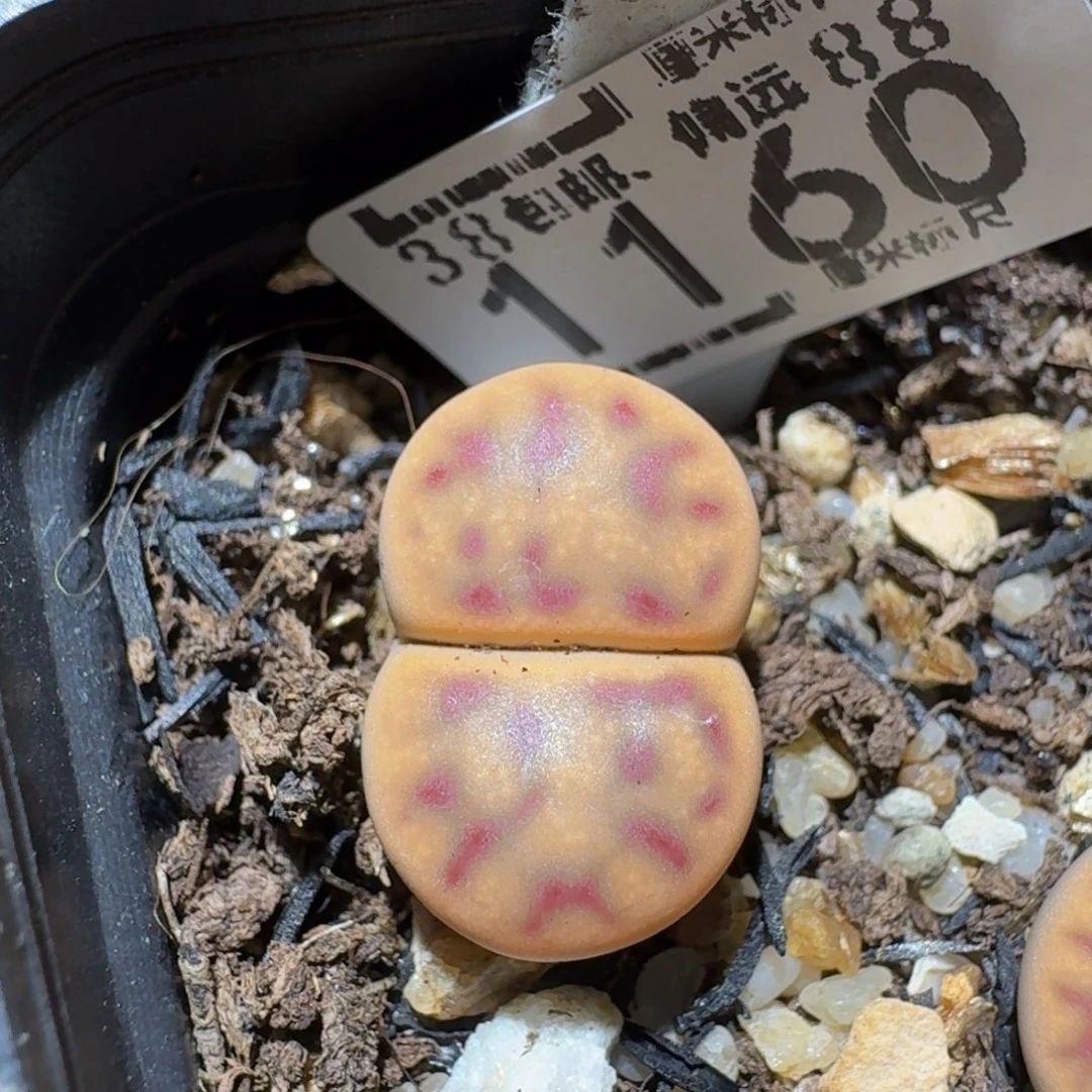zzzzz生石花肉锥1160