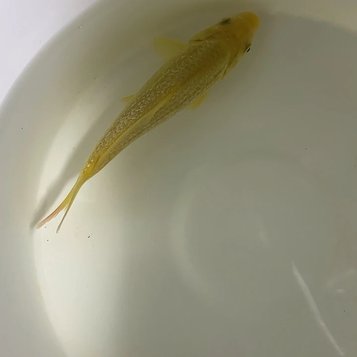 锦鲤大日黄猿留养级