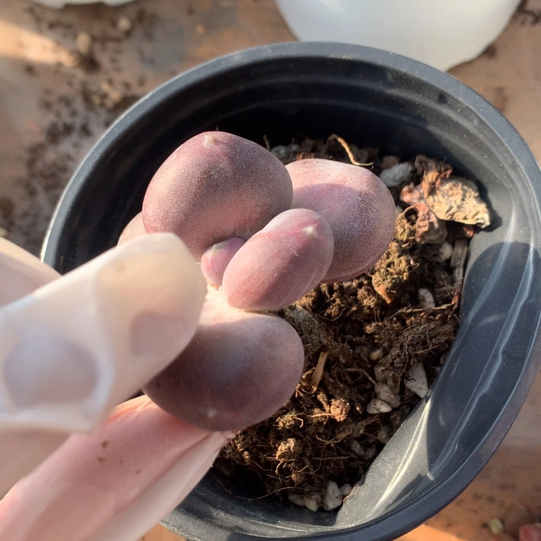 小屁桃mall多肉瑕疵