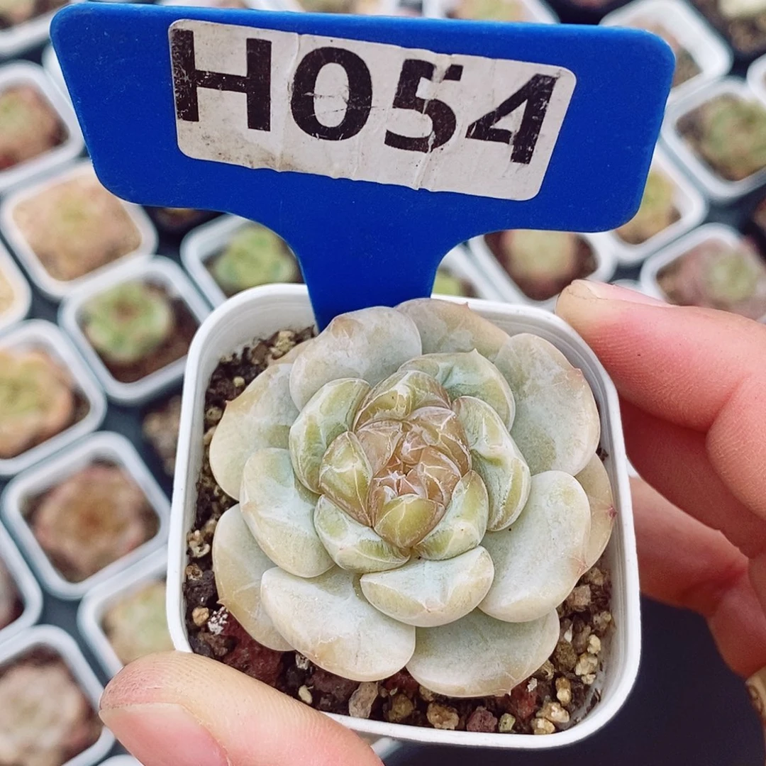 糖心4.5cm多肉植物