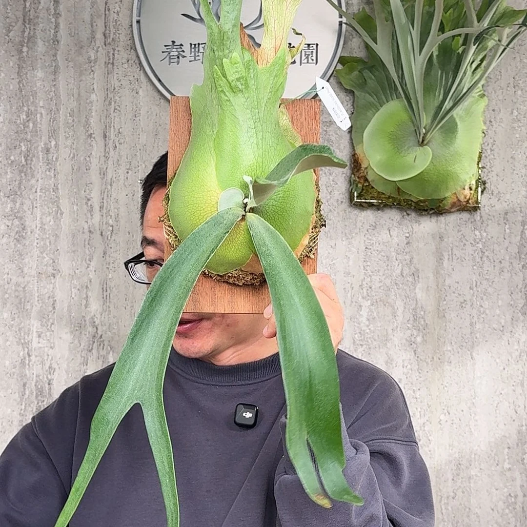 完全开放北部珍珠鹿角蕨春野花园