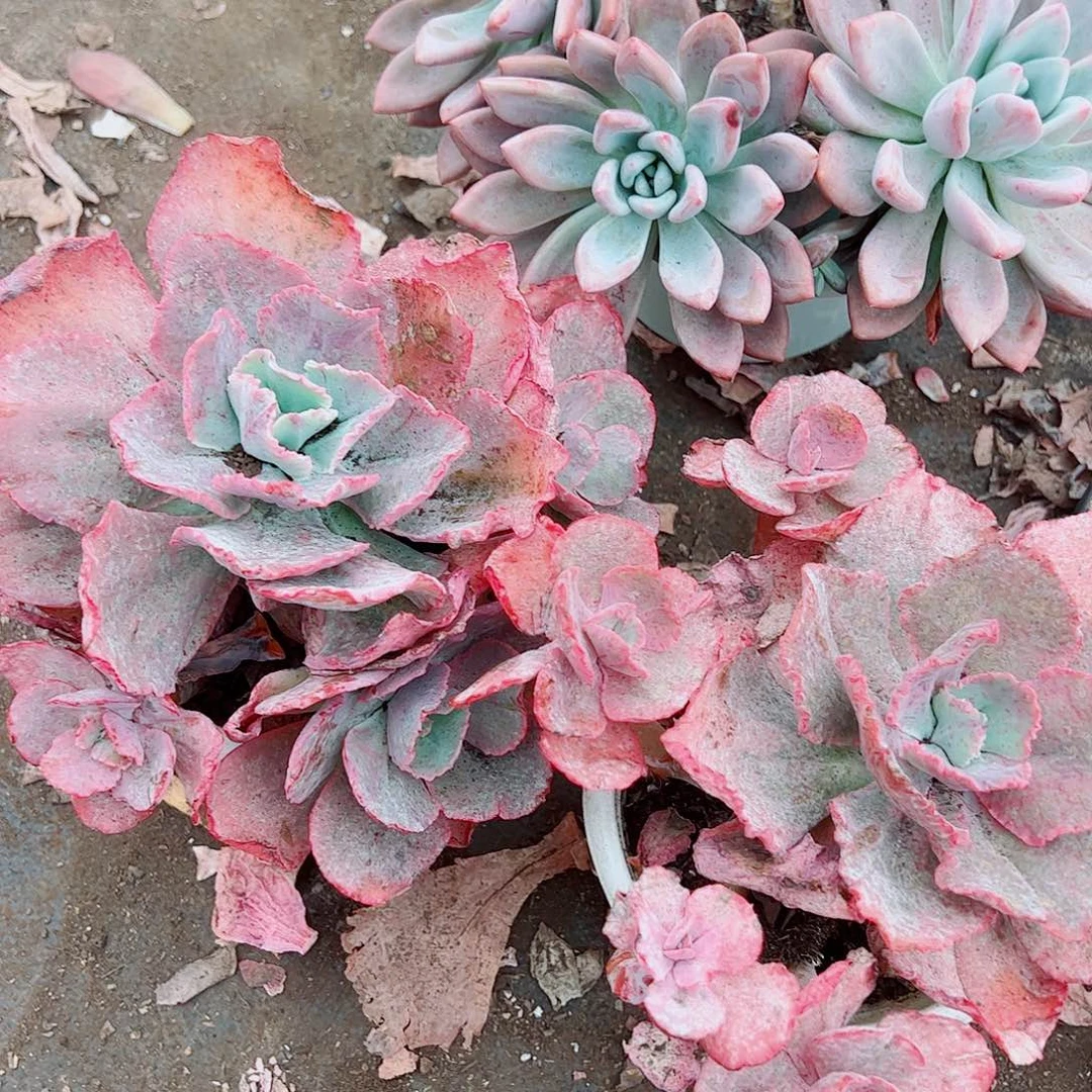 舞会红裙多头造型精品