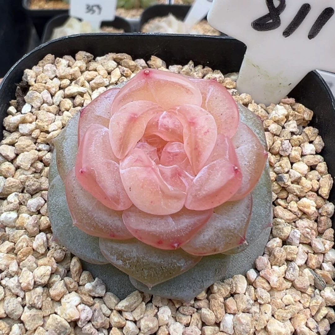 811号朗月有晒斑 晗雨