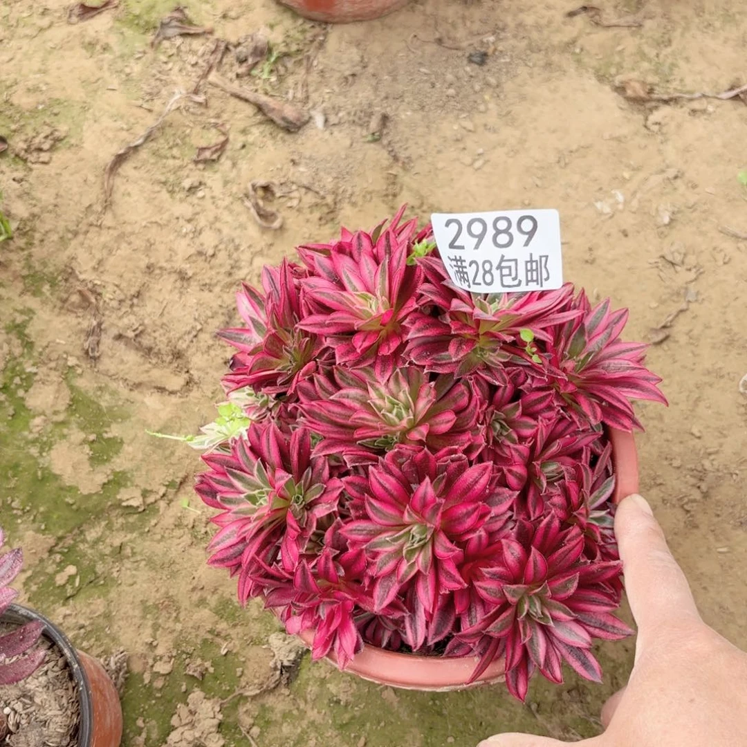 2989凤凰表白多肉111111